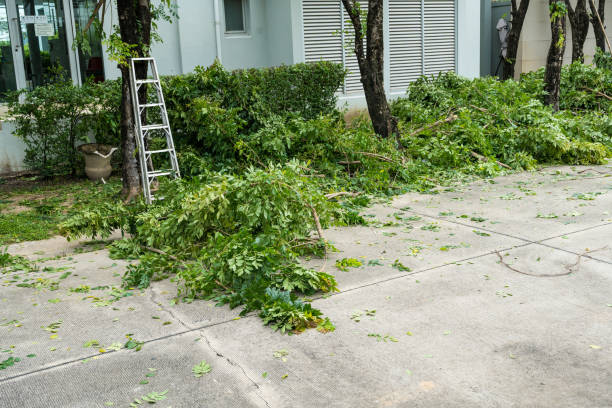 Professional Tree Removal in Sunland Park, NM